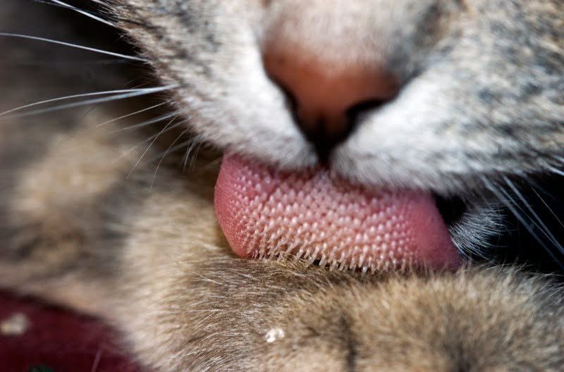 Close up of cat licking fur