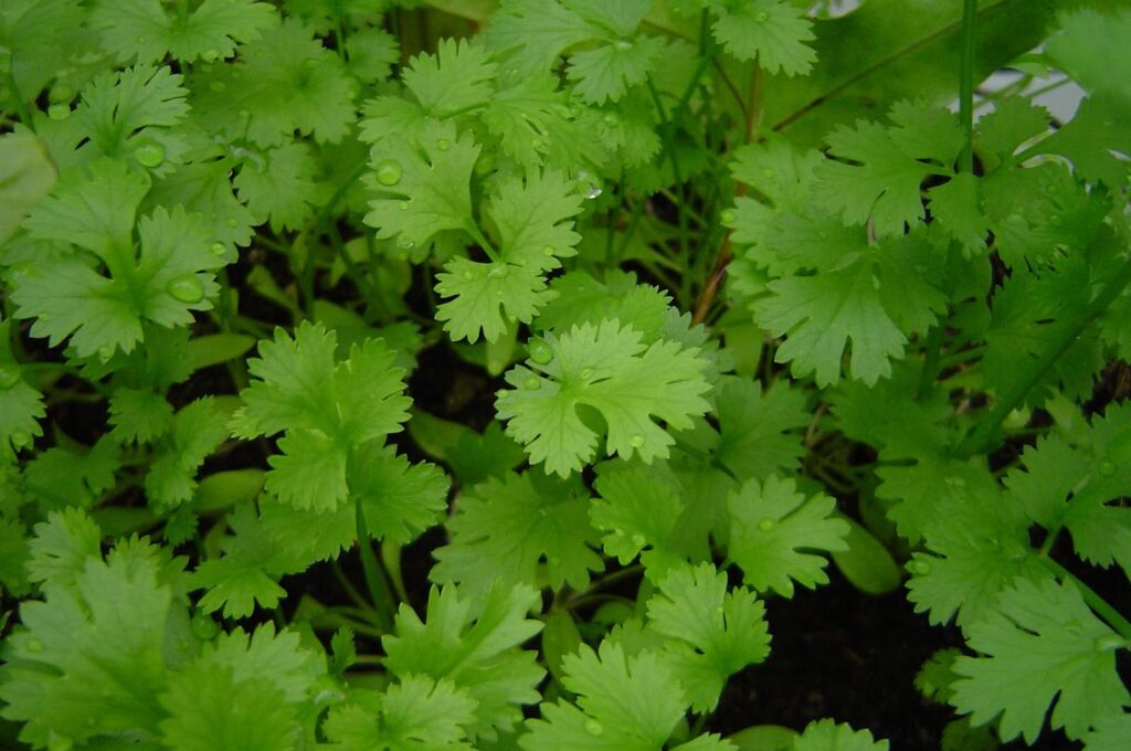 PARTICLE 101: CORIANDER