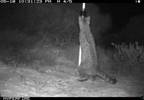 A feral cat with its back to the camera