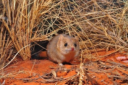 A mulgara looking at the camera near tall grass