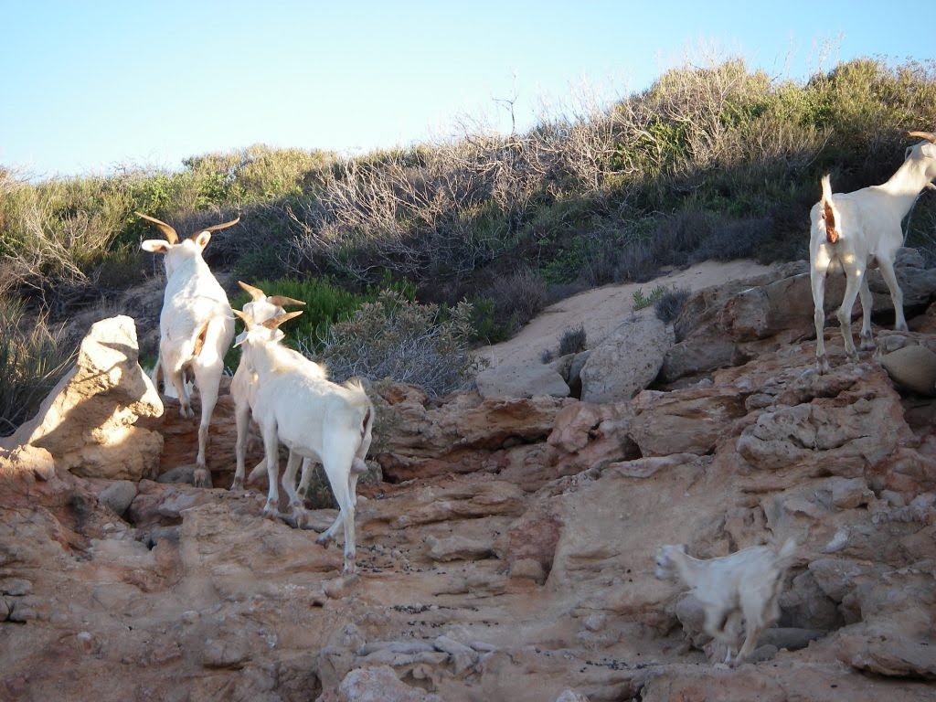 Goats climbing rocks near a beach on Dirk Hartog Island