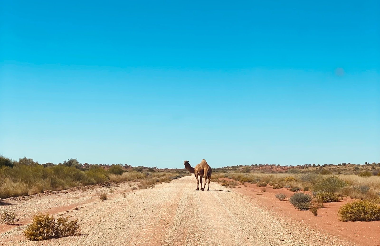 THE BATTLE AGAINST BUFFEL GRASS