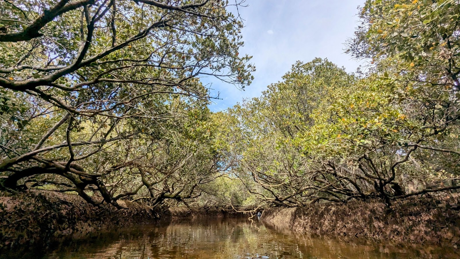 PARTICLE 101: Mangroves