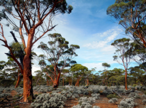 KWONGAN: HISTORY OF A GLOBAL BIODIVERSITY HOTSPOT