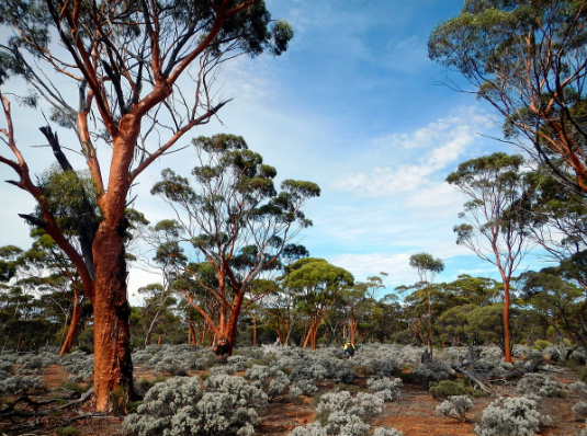 KWONGAN: HISTORY OF A GLOBAL BIODIVERSITY HOTSPOT