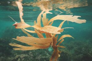 SEAWEED: AN UNSUNG HERO