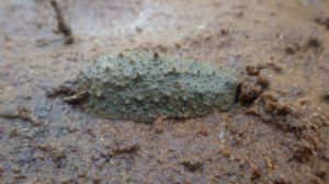 Unravelling WA’s “very strange” slug mysteries
