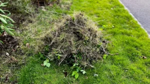 Particle 101: Weeds