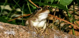 101: Frog Spotting