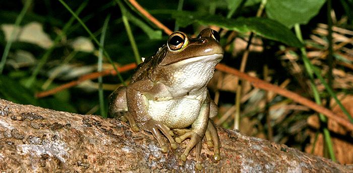 101: Frog Spotting