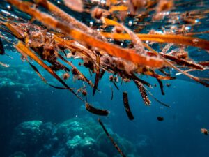 Particle 101: Seaweed