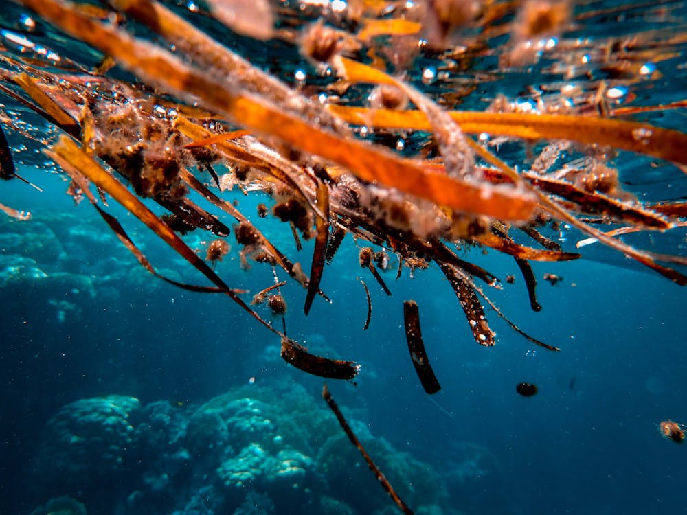 Particle 101: Seaweed