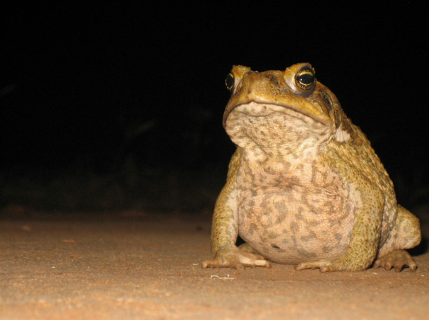 Are we winning the war on cane toads?