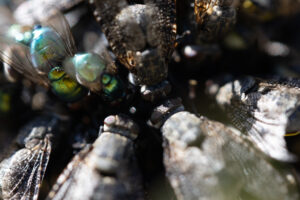 The Great Fly War of 1962
