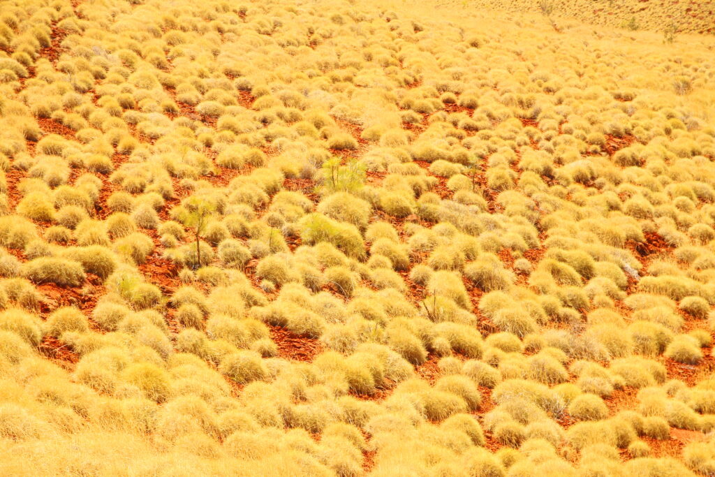No one cares about the grass (but we should)