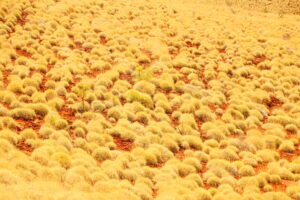 No one cares about the grass (but we should)