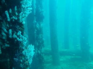 The Man-made Marvels off WA’s Coast