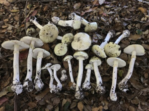 Particle 101: Death Cap Mushrooms