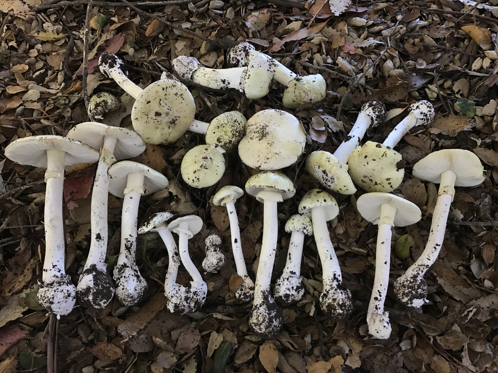Particle 101: Death Cap Mushrooms