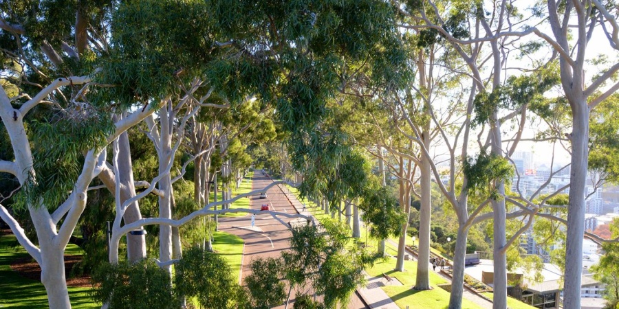 Tree Registers: Citizen Science and Living With