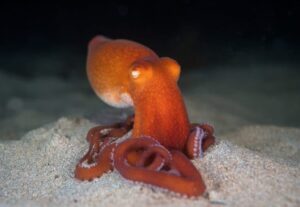 Could Octopuses Hold the Key to Curing Cancer?