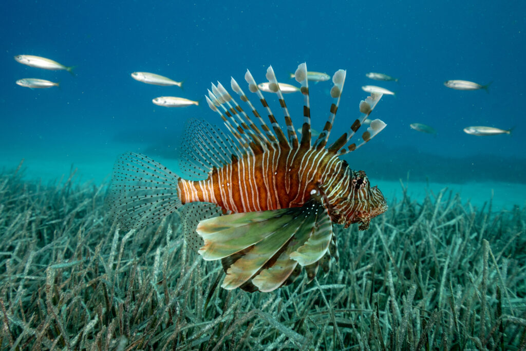 THE HEAT IS ON – IN OUR OCEANS