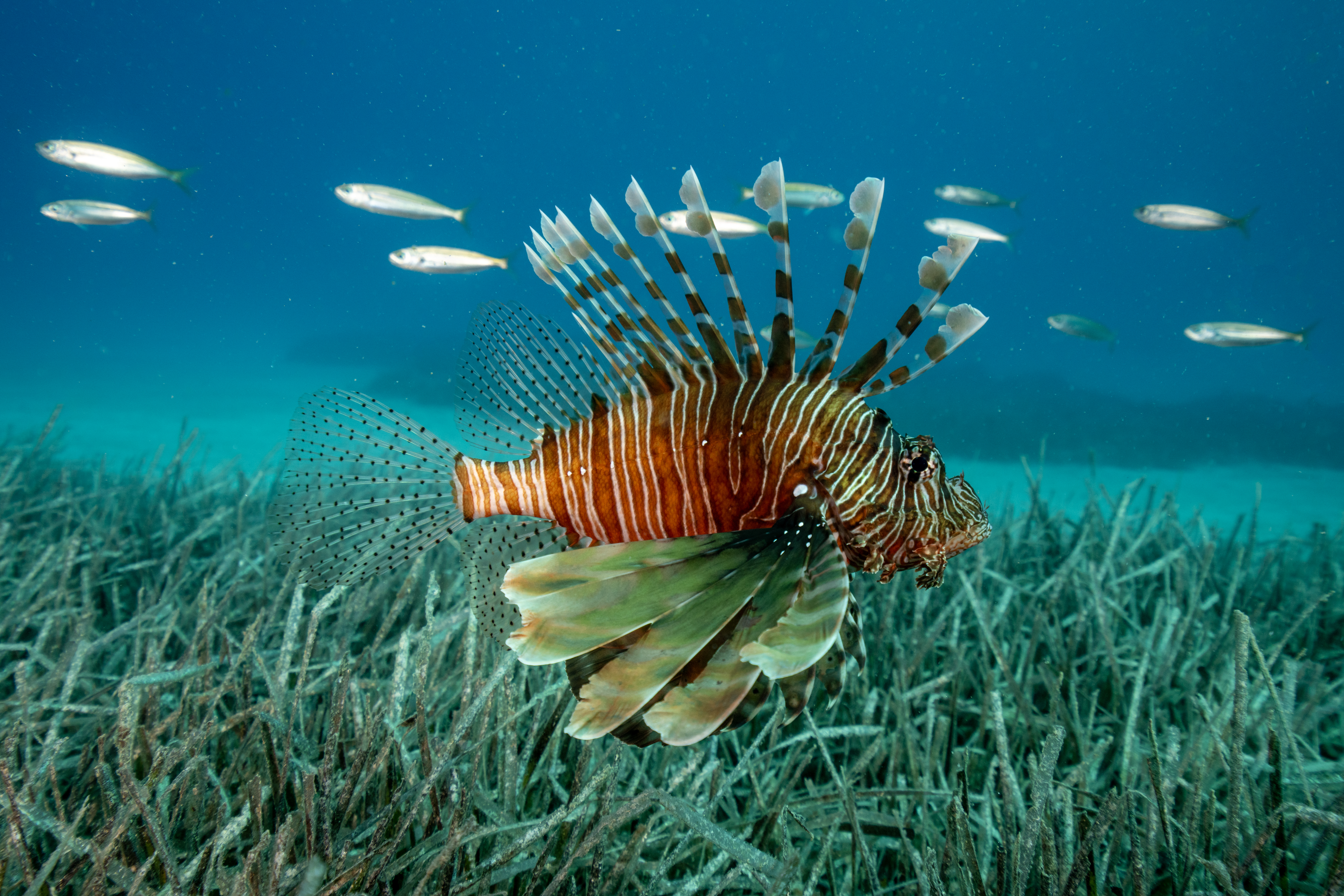THE HEAT IS ON – IN OUR OCEANS