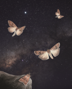 STARGAZING AUSSIE MOTHS