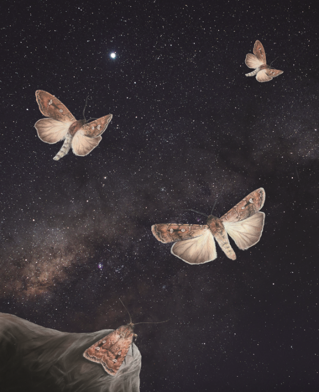 STARGAZING AUSSIE MOTHS