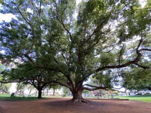 A Tree Canopy Crisis