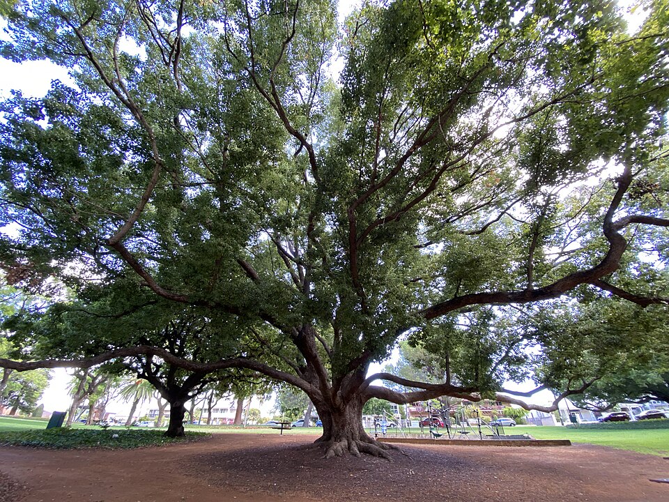A Tree Canopy Crisis