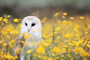 LESSONS FROM NATURE FOR A WORLD IN CRISIS