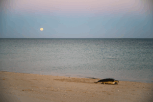 Light pollution is disrupting nature’s compass