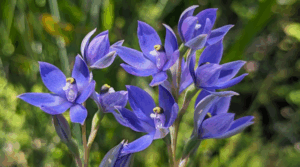 WA Orchids Win Big at World’s Top Garden Show