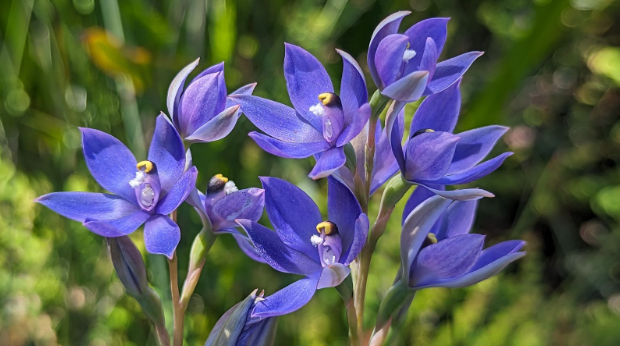 WA Orchids Win Big at World’s Top Garden Show