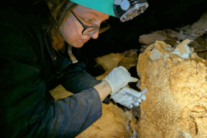 The cave of forgotten species