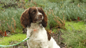 WA’S DIEBACK DOG SQUAD