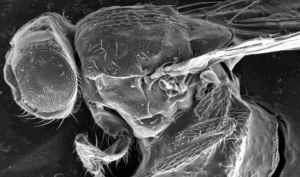 Taking a closer look at microscopes