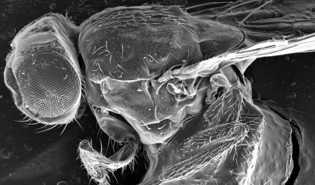 Taking a closer look at microscopes