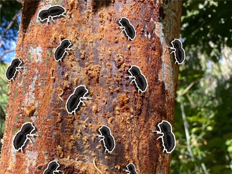 A BREAKTHROUGH IN MANAGING PSHB