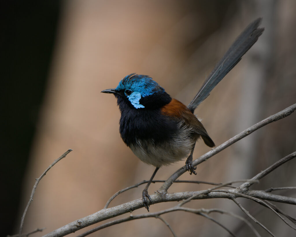 The Radical World of Red-Winged Fairy Wrens