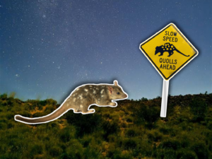 WIMINYJI: LESSONS IN COLLABORATION