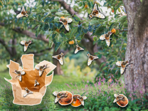 Lord of the fruit flies