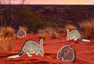 Chocolate, Conservation and the Reluctant Influencer