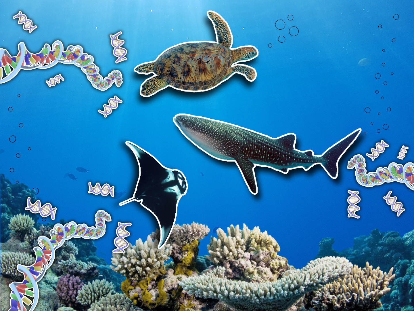 Can eDNA help conserve Australia’s oceans?