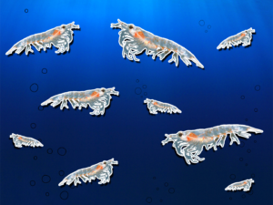 Particle 101: Krill