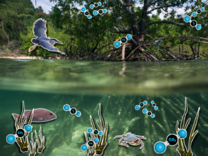 BLUE CARBON: UNEARTHING THE OCEAN’S OWN CLIMATE FIX