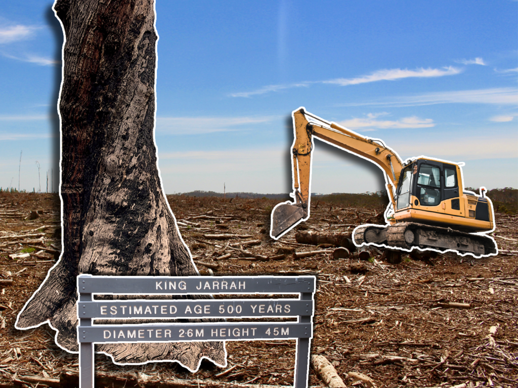 Can jarrah forests be recovered after bauxite mining?