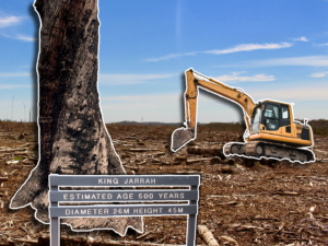 Can jarrah forests be recovered after bauxite mining?