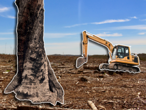 Can jarrah forests be recovered after bauxite mining?
